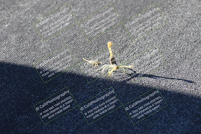 media/Oct-03-2025-CVMA Friday Practice (Fri) [[0c1e57b650]]/1-Around the Pits/